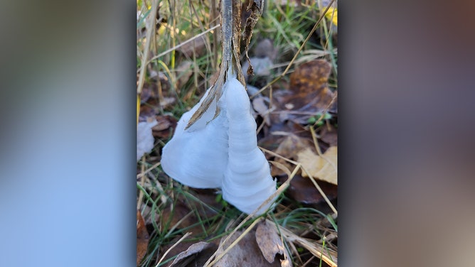 The Missouri Department of Conservation said the first frost flowers of the season were taken Tuesday morning at Chesapeake Fish Hatchery near Mt. Vernon, Missouri.