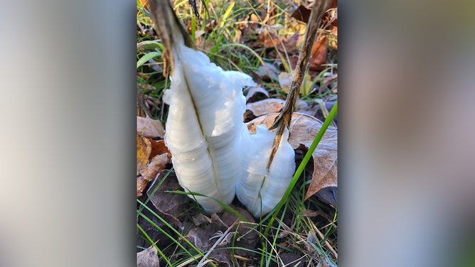 The Missouri Department of Conservation said the first frost flowers of the season were taken Tuesday morning at Chesapeake Fish Hatchery near Mt. Vernon, Missouri.