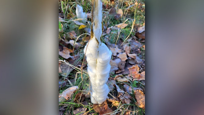 The Missouri Department of Conservation said the first frost flowers of the season were taken Tuesday morning at Chesapeake Fish Hatchery near Mt. Vernon, Missouri.