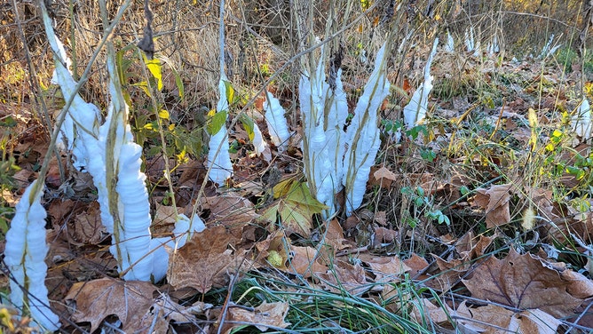 The Missouri Department of Conservation said the first frost flowers of the season were taken Tuesday morning at Chesapeake Fish Hatchery near Mt. Vernon, Missouri.