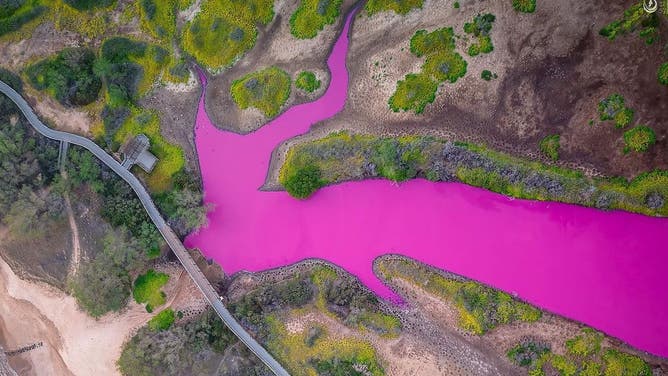 Pink water at the Keālia Pond National Wildlife Refuge in Hawaii.