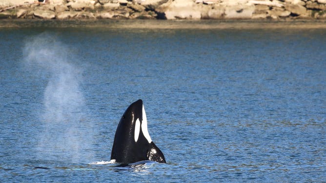 A Bigg's killer whale looking around during a spyhop.