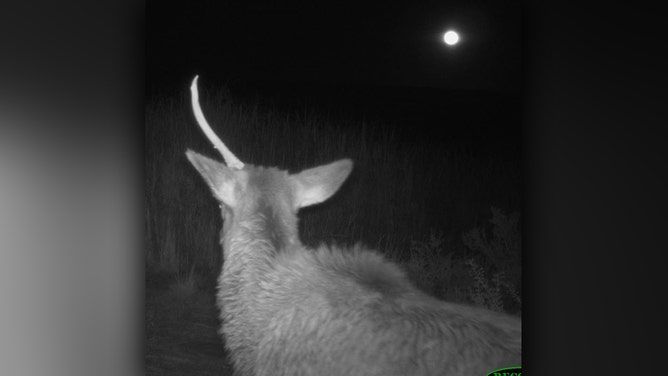 A creature resembling a "unicorn" was spotted on a game camera at Petrified Forest National Park in Arizona during a full moon.