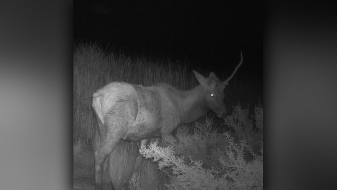 A creature resembling a "unicorn" was spotted on a game camera at Petrified Forest National Park in Arizona during a full moon.