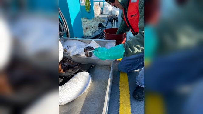 Oil spill off Louisiana Coast