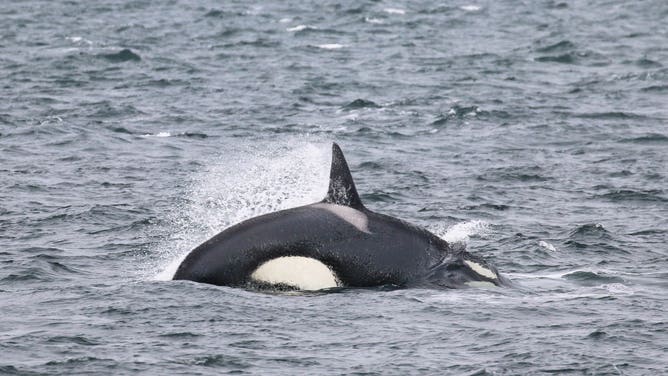 A Bigg's killer whale hunting