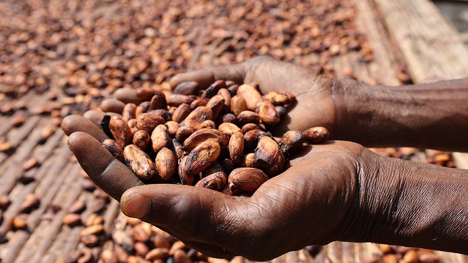 A Ghanaian farmer shows dried cocoa beans at a plantation in the East Region, Ghana, on Nov. 15, 2021.