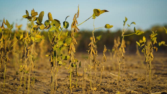 Drought impacts