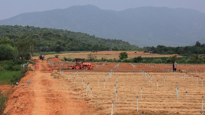 A spring onion field in Nong Nok Kaeo, Kanchanaburi, Thailand, on Thursday, Oct. 19, 2023.