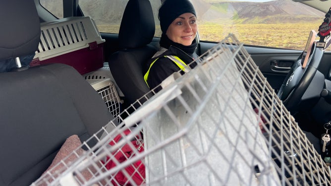 GRINDAVIK, ICELAND - NOVEMBER 12: Hanna Evensen from Cat Shelter waited over five hours at a check point to rescue some of the 59 cats left in Grindavik, but was refused entry by the police on November 12, 2023 in Grindavik, Iceland. Iceland has declared a state of emergency after a series of earthquakes with authorities ordering thousands of people to leave the southwestern town of Grindavík as a precaution.The Icelandic Meteorological Office (IMO) has said there was a considerable risk of a volcanic eruption. (Photo by Micah Garen/Getty Images)