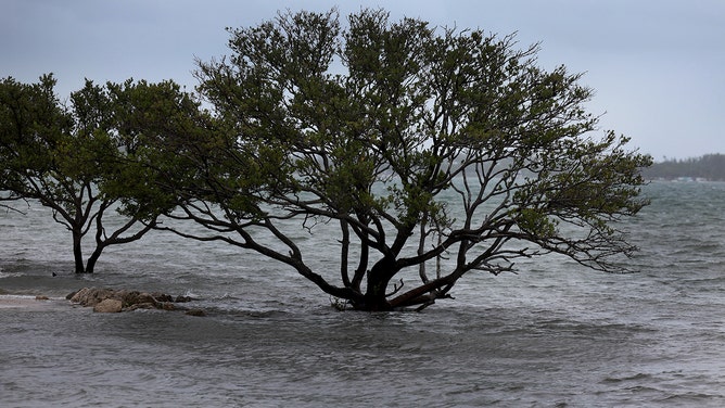 Trees are surrounded by the water from Biscayne Bay as seasonal king tides arrive along with a slow moving rain storm on November 15, 2023 in Miami, Florida.