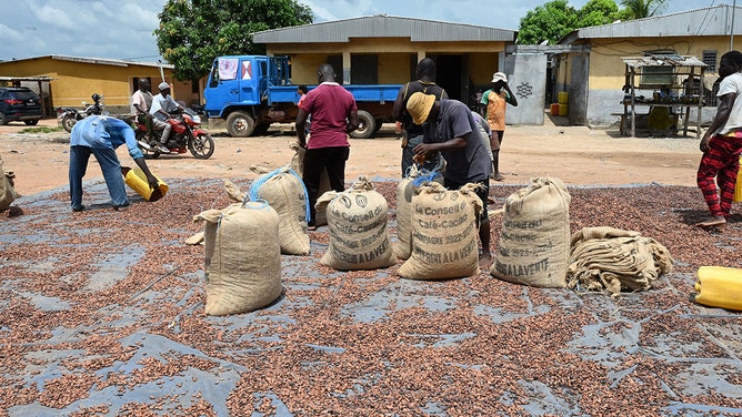Workers collect dry cocoa beans in front of the store of a cocoa cooperative in the village of Hermankono on November 14, 2023.