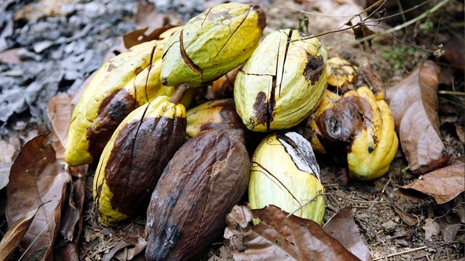 A cocoa pod infested with "black pod," a fungus that develops due to too much rainfall, is discarded at a farm outside of Kumasi, Ghana, on Feb. 12, 2008. 