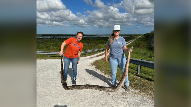 A group of alligator trappers were able to capture and kill a massive python in Brevard County, Florida.