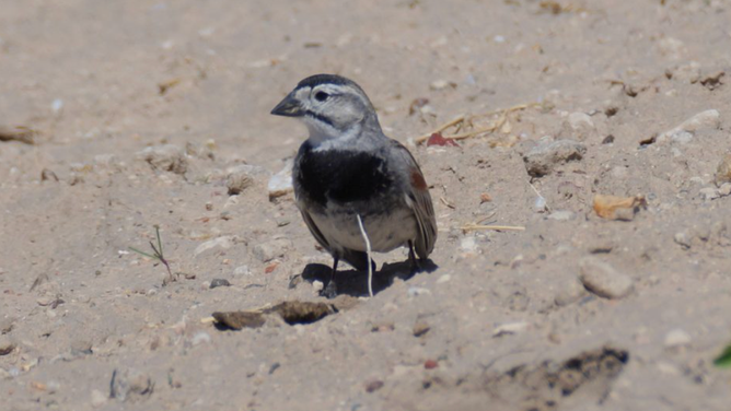 A Thick-billed Longspur, also known by its scientific name Rhynchopanes mccownii.