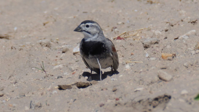 Some birds are getting renamed next year. Here’s why