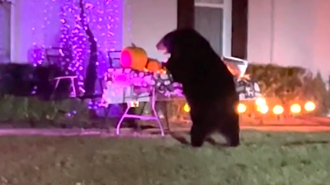 Bear feasts on Halloween candy in Lake Mary, Florida. Oct. 31, 2023.