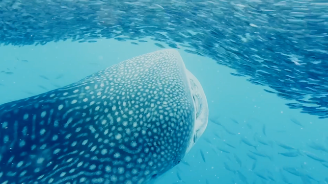 Whale shark about to eat some nehu.