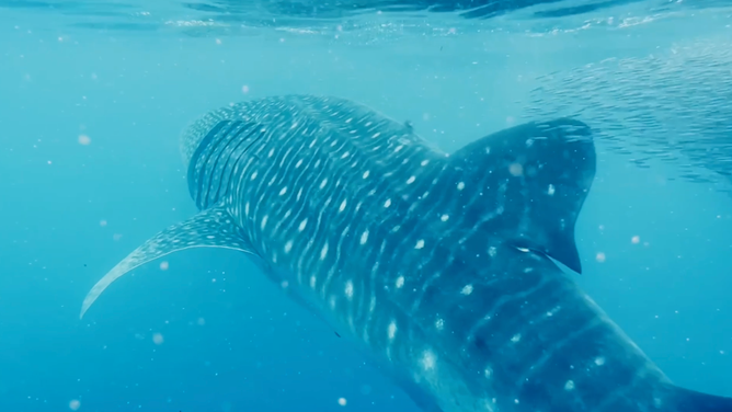 Whale shark swimming away from the camera.