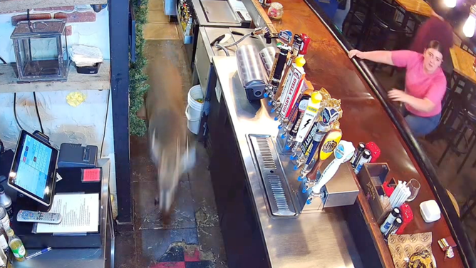 The deer runs so quickly that it appears as a blur by the beer taps.