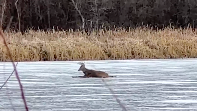 The deer, stranded on the ice.