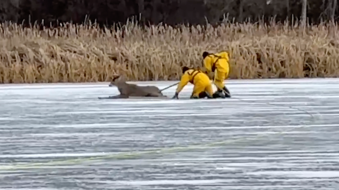 The firefighters push the deer along the ice.