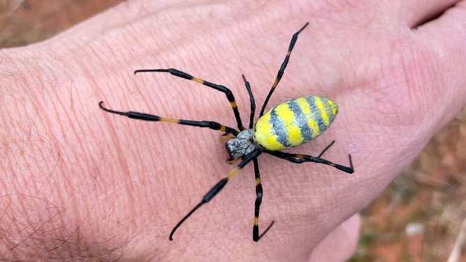 A photo of a Joro spider.