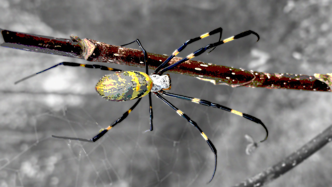 The Joro spider, a non-native species first found in the U.S. in northern Georgia in 2014, is now present in the Upstate and parts of the Midlands in South Carolina.