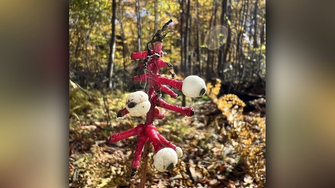 A flowering white baneberry with a pinkish-red stalk and white berries with black dots is seen amid fall foliage at Shenandoah National Park.