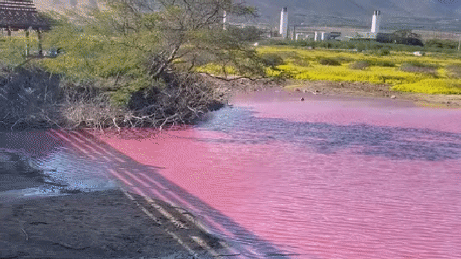See it: Pond in Hawaii turns 'Pepto Bismol' pink and drought could be to  blame