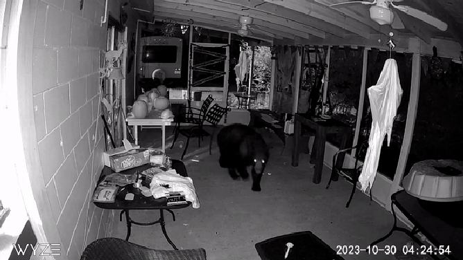A Florida family says a bear has been trying to break into their home for years.