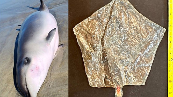 A beached whale was discovered in Emerald Isle, NC on Oct. 30, 2023. Marine scientists recovered a plastic balloon from the dead whale's gastrointestinal tract. Courtesy: Marine Mammal Stranding Program/UNCW