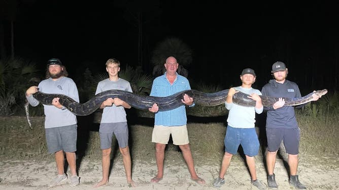 Second heaviest Burmese python caught in Florida