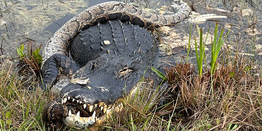 Hungry Florida Alligator Wolfs Down Python In Thrilling Video | Fox Weather