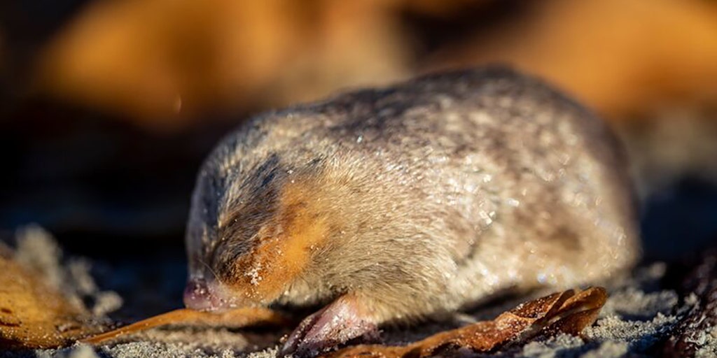 A mole with superior hearing is believed to be extinct on the coast of South Africa