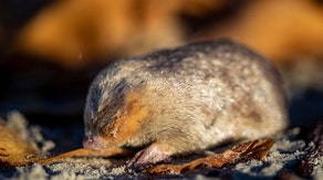 Mole with super hearing thought to be extinct found on South African beach