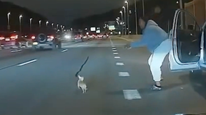 Watch: Chihuahua running on busy highway saved by drivers in New York