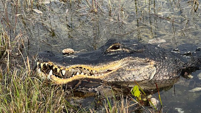 An amateur wildlife photographer captured a