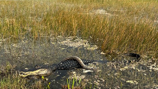 An amateur wildlife photographer captured a