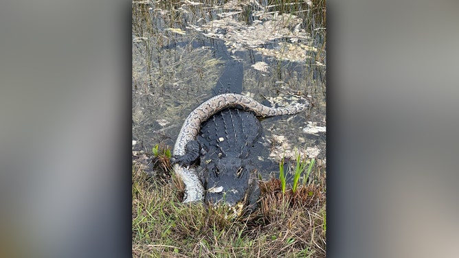 An amateur wildlife photographer captured a