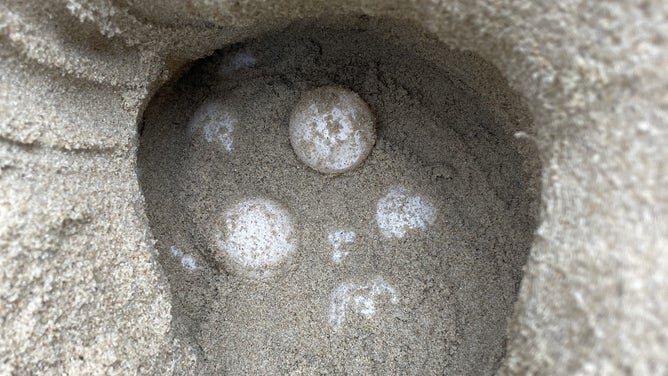 Green sea turtle eggs within a nest. Dec. 3, 2023.