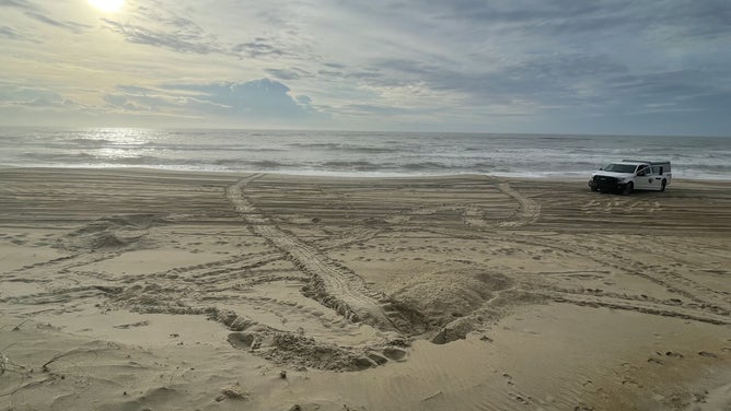 The crawl tracks of the green sea turtle. Dec. 3, 2023.