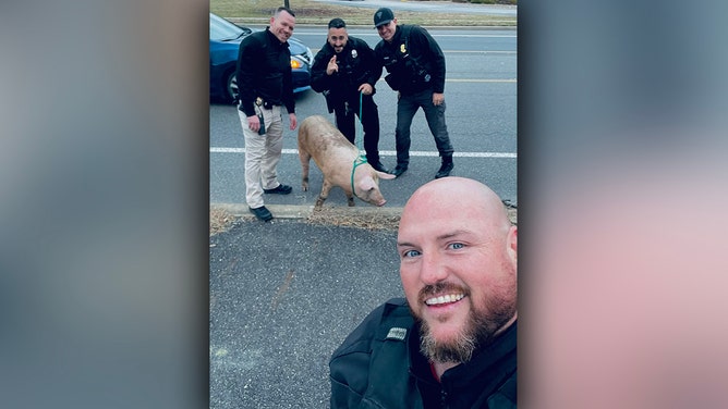 Watch Deptford, NJ Cops Struggle to Wrangle Runaway Pig
