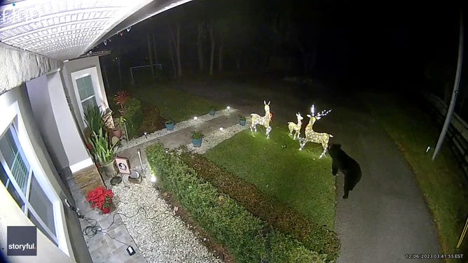 A bear in Longwood, Florida, destroyed a house’s holiday display before taking off with one of the decorative Christmas reindeer.