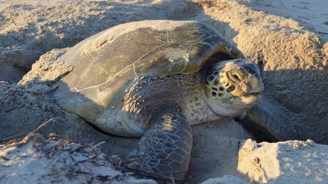 FILE: A green sea turtle burying her nest.