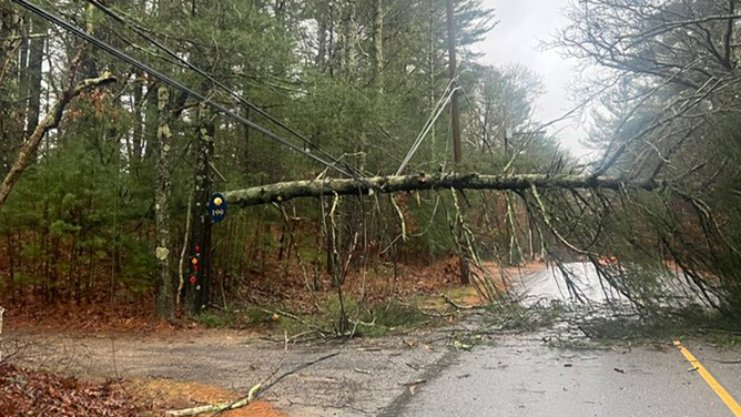 A photo showing a large tree on power lines in Duxbury, Massachusetts, on Monday, Dec. 18, 2023.