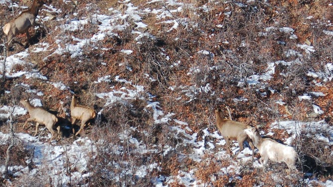 Piebald cow elk (lower right) with brown elk in Colorado.