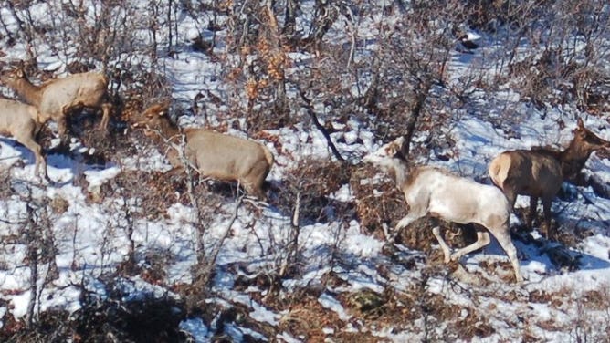 Piebald cow elk (lower right) with brown elk in Colorado.
