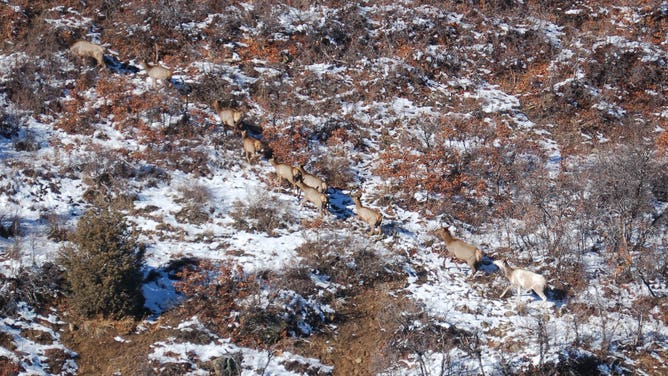 Piebald cow elk (lower right) with brown elk in Colorado.