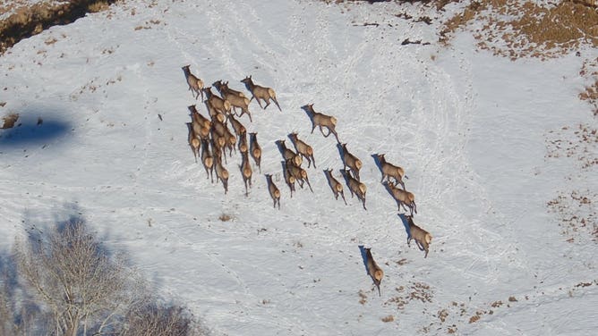 A herd of elk in the snow in Colorado.